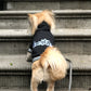 Parisian Pet 'Bestie Hoodie' in Black - Trendy Pet Hoodie for Dogs & Cats, Perfect for Fall & Winter-Valentine's Day