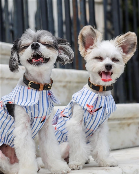 Parisian Pet 'Flamingo Print Dog Dress' for Dogs and Cats, Sleeveless, Comfortable Summer Outfit, Blue and White Stripes