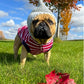 Parisian Pet 'Striped Pom Pom Hoodie', Red – Soft & Fashionable Pet Hoodie with Playful Pom Pom Design