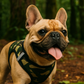 Parisian Pet 'Step-In Harness' for Dogs & Cats – Comfortable Camo Harness, Adjustable Fit for Small & Large Pets, Green