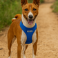 Parisian Pet 'Freedom Harness' for Dogs & Cats – Comfortable and Durable Neon Blue Pet Harness