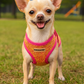 Parisian Pet 'Sport Net Harness' for Dogs & Cats – Comfortable & Adjustable Pet Apparel, Pink Yellow