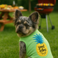 Parisian Pet 'Pineapple' Dog Shirt – Tropical Cotton Pet T-Shirt for Dogs & Cats-Saint Patrick's Day