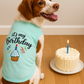 Parisian Pet 'Birthday Boy' Fun Slogan Dog T-Shirt –Premium Embroidered Celebratory Clothing for Dogs & Cats, Blue