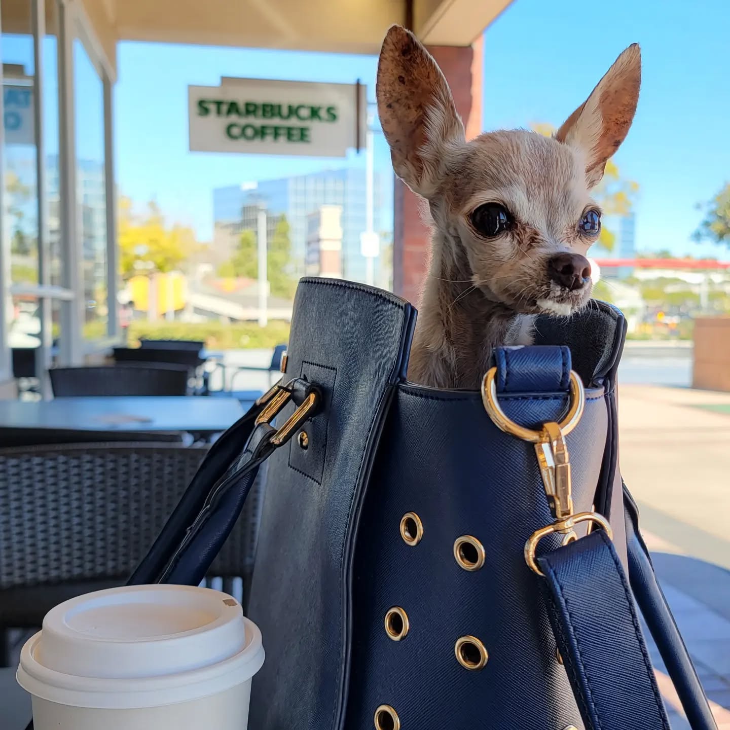 Parisian Pet 'Santorini Carrier' - Luxury, Comfortable, Chic Navy Blue Pet Travel Bag for Small Dogs & Cats