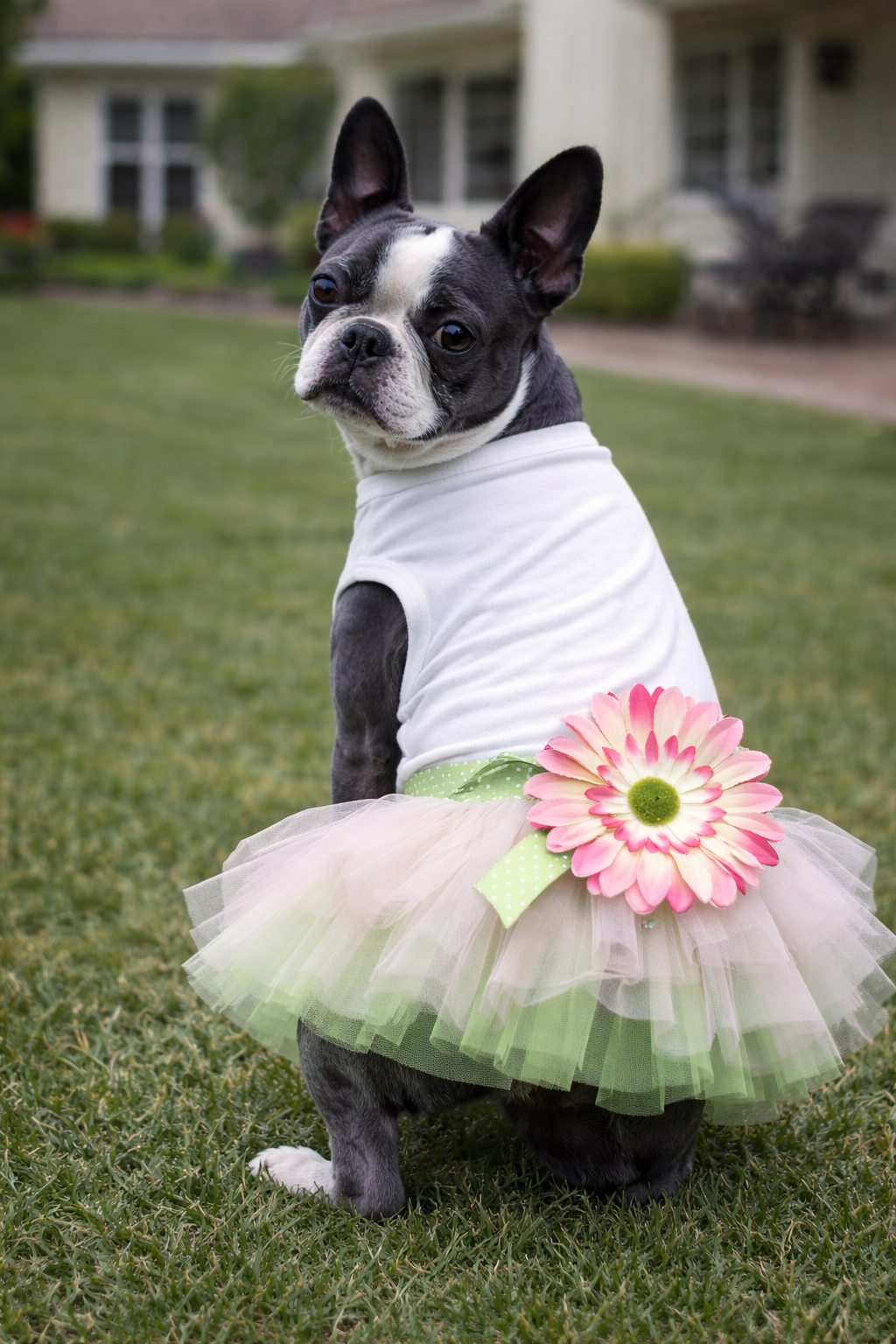 Parisian Pet 'Sunflower Dress' for Dogs and Cats, Designer Sleeveless, Summer Pet Apparel, Green