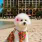 Parisian Pet 'Hawaiian Dress' Dog & Cat Shirt – Island-Themed Vacation Pet Apparel – Orange