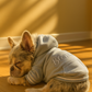Parisian Pet 'Blessed Hoodie' in Gray - Trendy Pet Hoodie for Dogs & Cats, Perfect for Fall & Winter