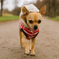Parisian Pet 'Striped Pom Pom Hoodie', Red – Soft & Fashionable Pet Hoodie with Playful Pom Pom Design